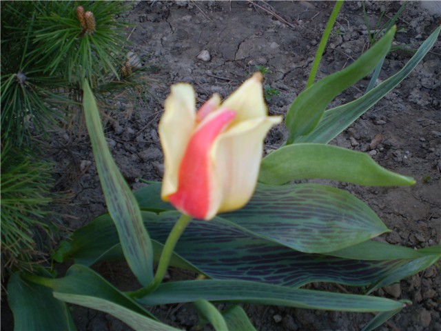 tulipan